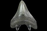 Fossil Megalodon Tooth - Serrated Blade #74060-2